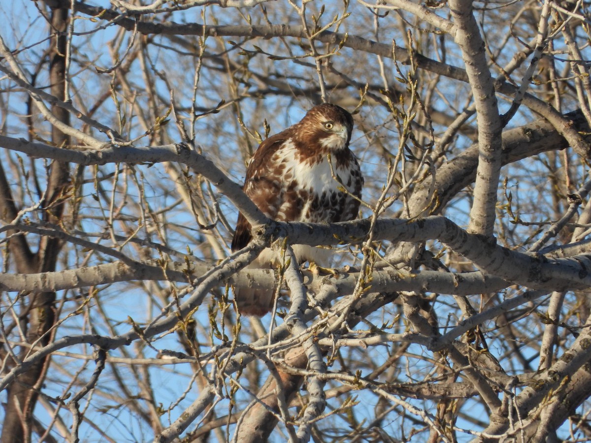 Red-tailed Hawk - ML534855901