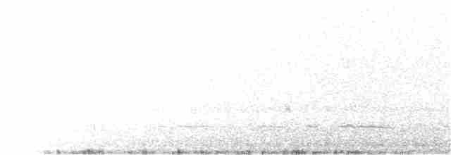 Amerika Kara Ördeği - ML53485931