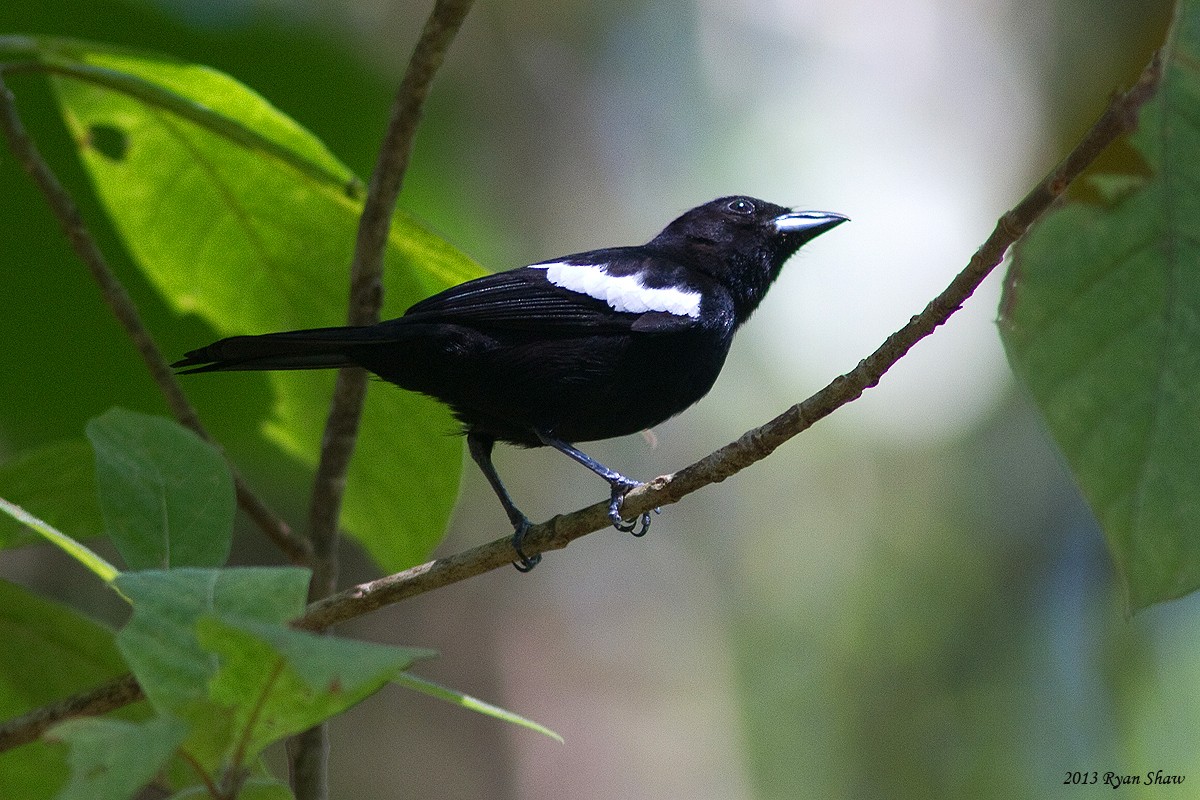 White-shouldered Tanager - ML53486281