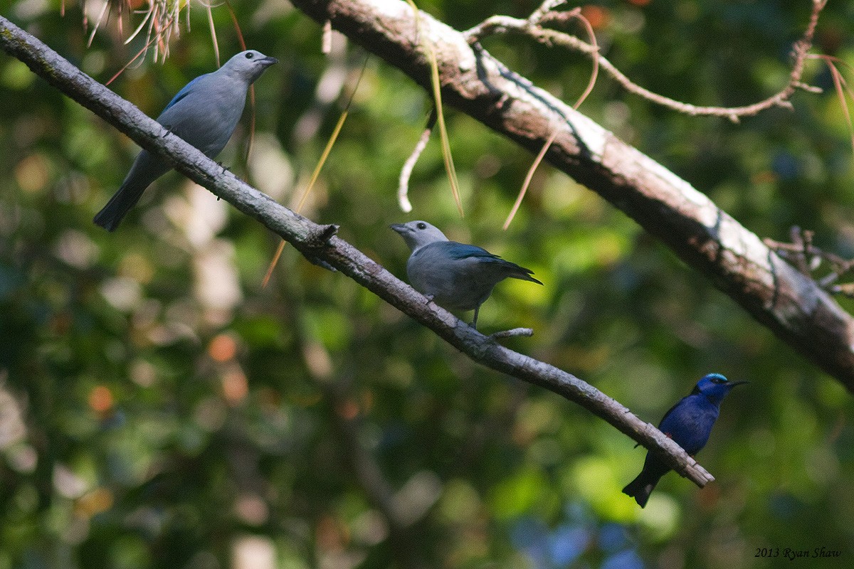 Blue-gray Tanager - ML53486481