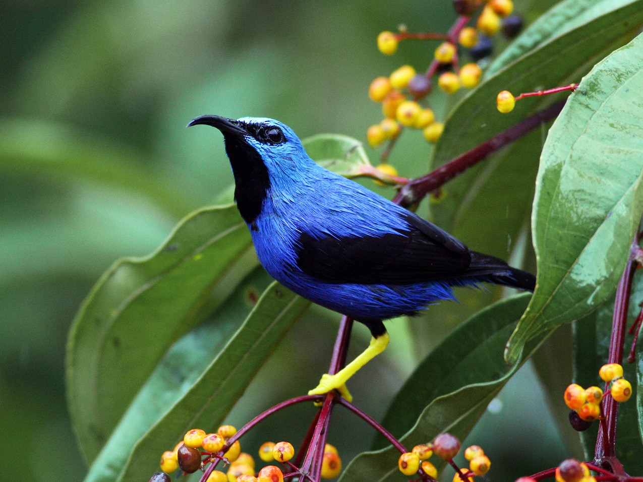 Shining Honeycreeper eBird Central America