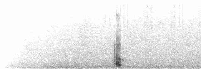  - Falkland Steamer-Duck