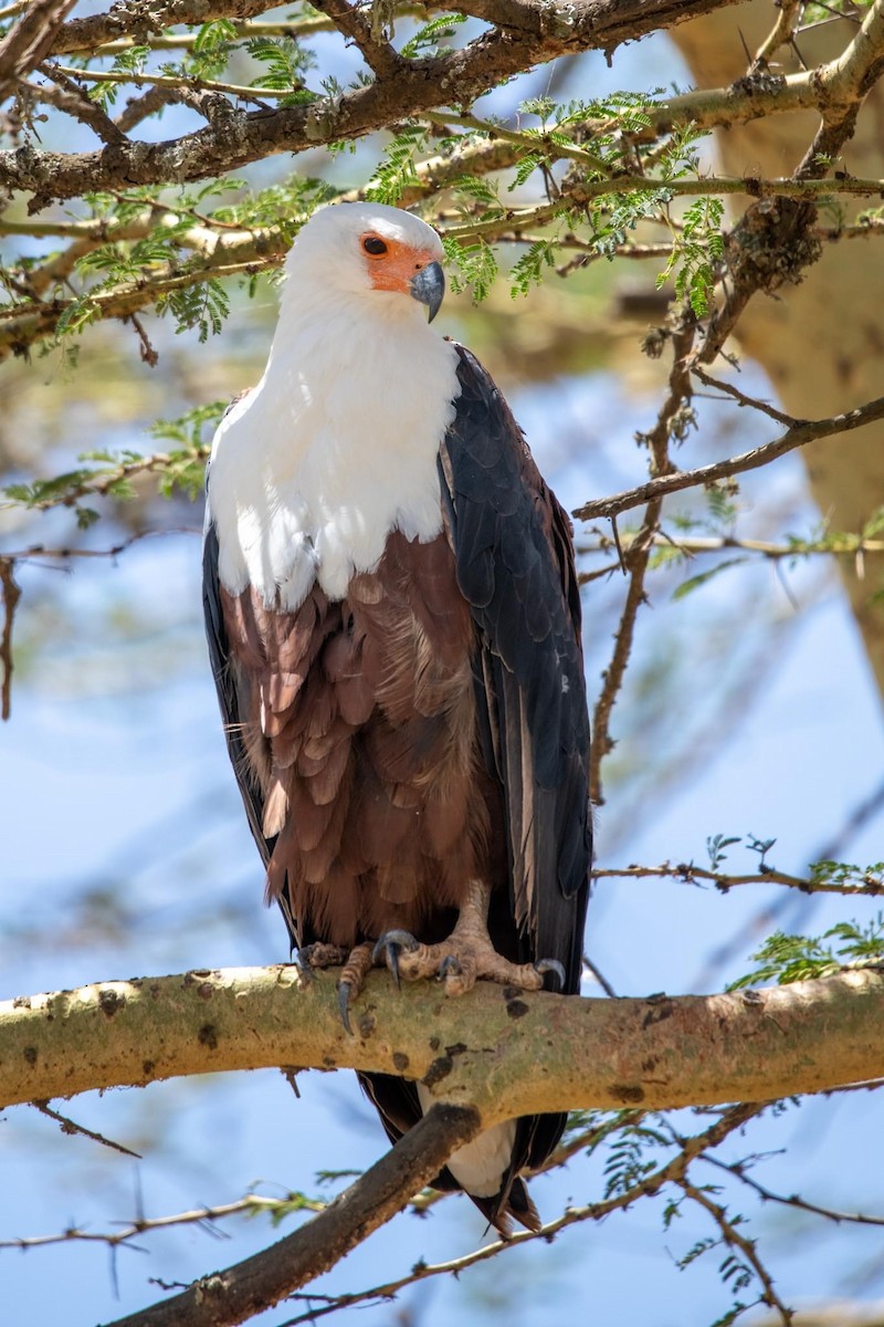 African Fish-Eagle - ML534875451