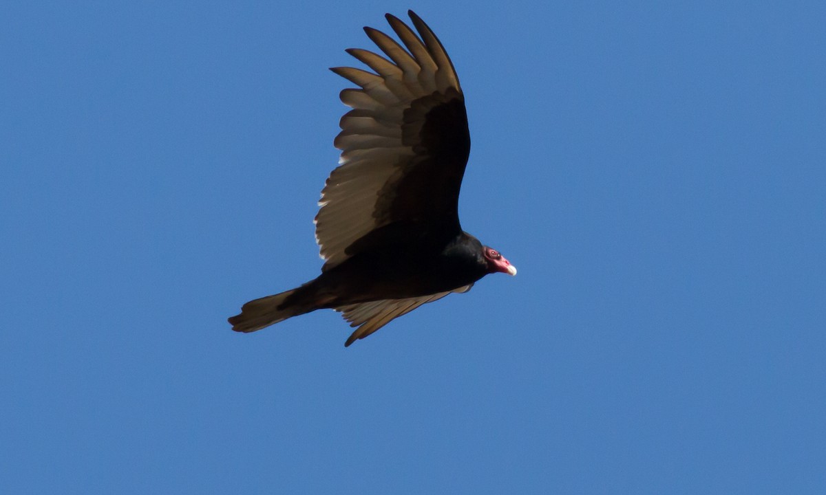 Turkey Vulture - ML53487841