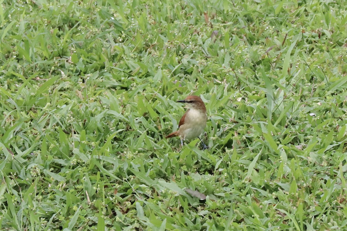 Yellow-chinned Spinetail - ML534882331