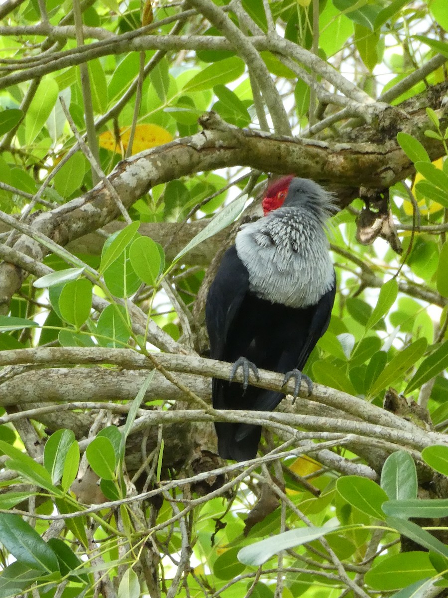 Seychelles Blue-Pigeon - ML53488391