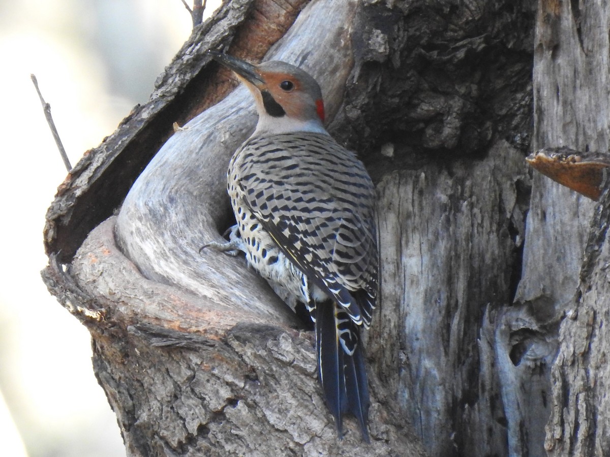 Northern Flicker (Yellow-shafted) - ML534887691