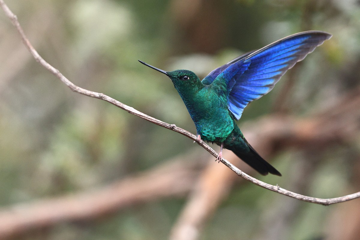 kolibřík modrokřídlý - ML534888941
