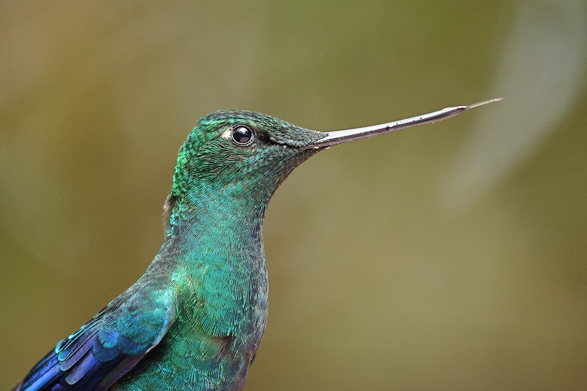 kolibřík modrokřídlý - ML534889371