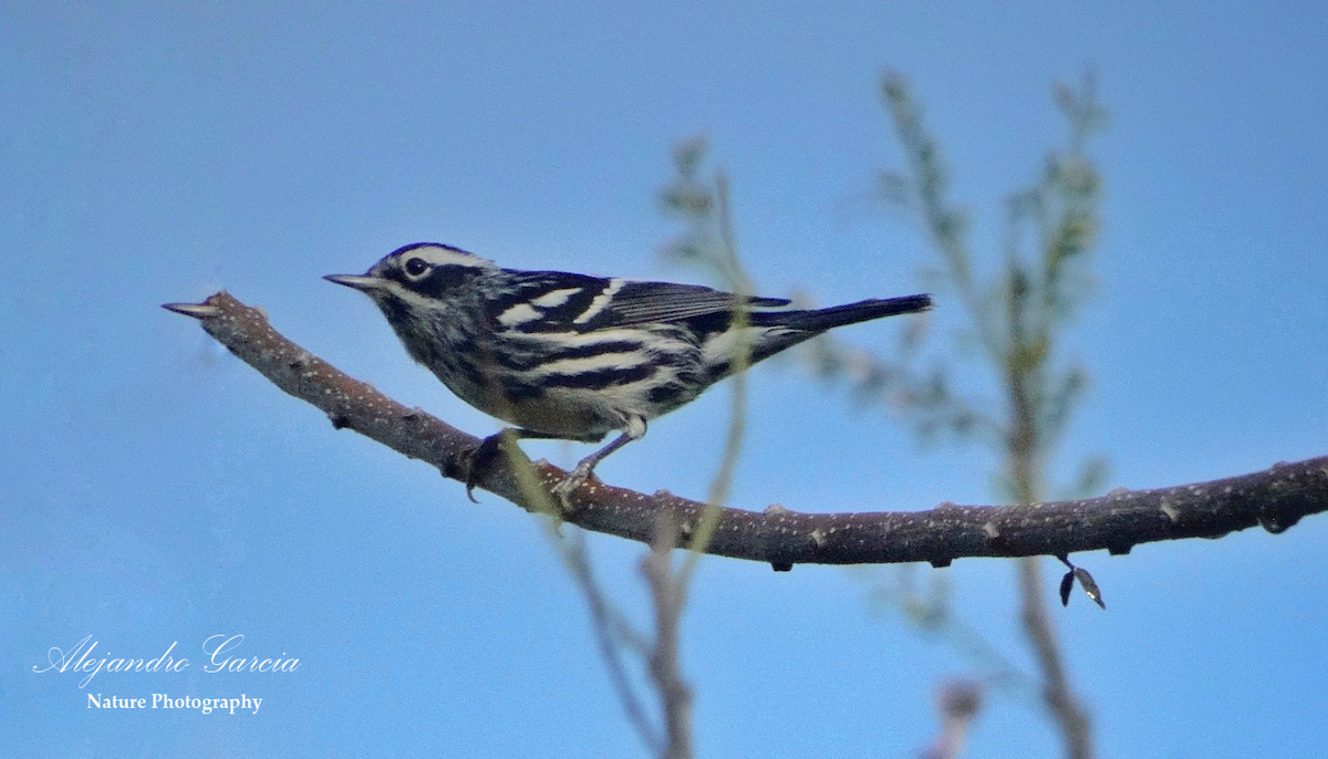 Black-and-white Warbler - ML534891081