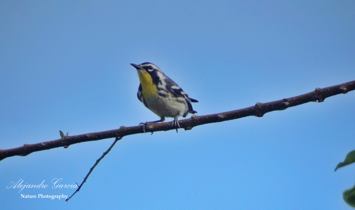 Yellow-throated Warbler - ML534891231