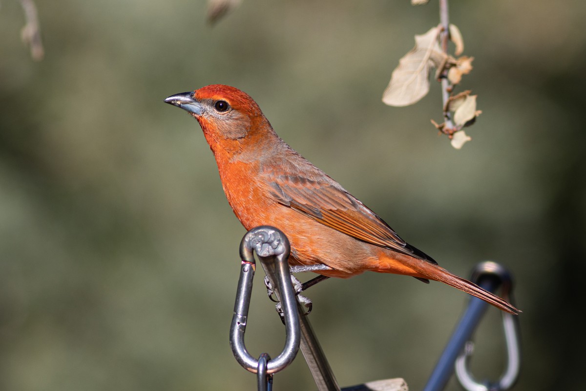Hepatic Tanager - ML534891301