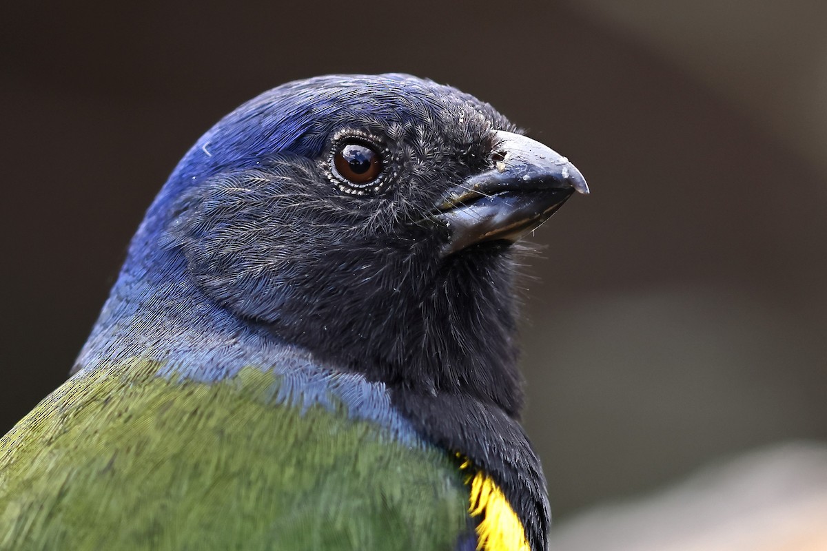 Black-chested Mountain Tanager - ML534891311