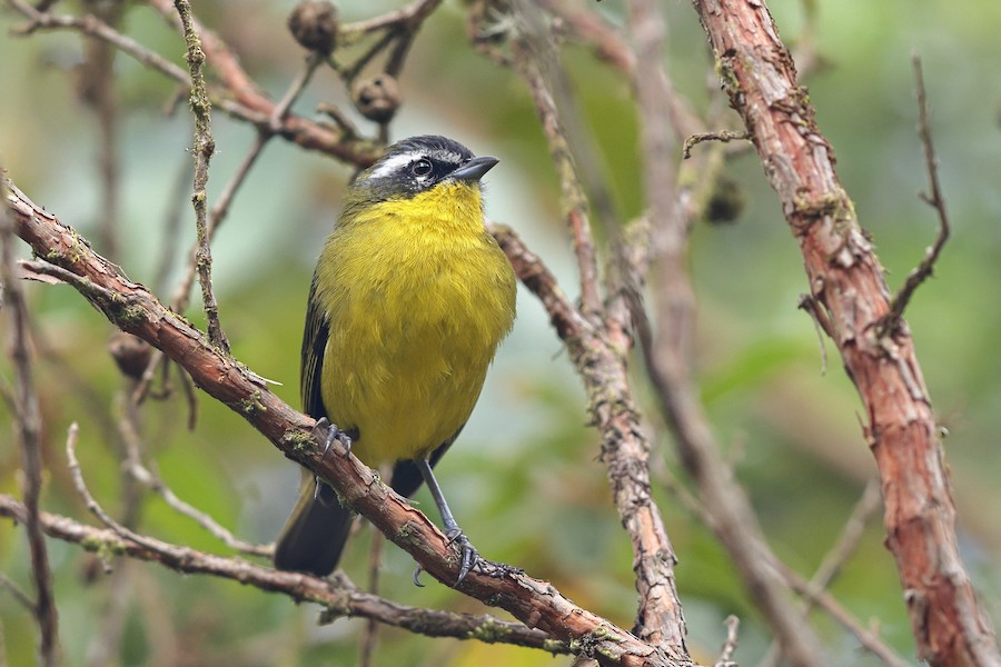 Superciliaried Hemispingus (Superciliaried) - eBird