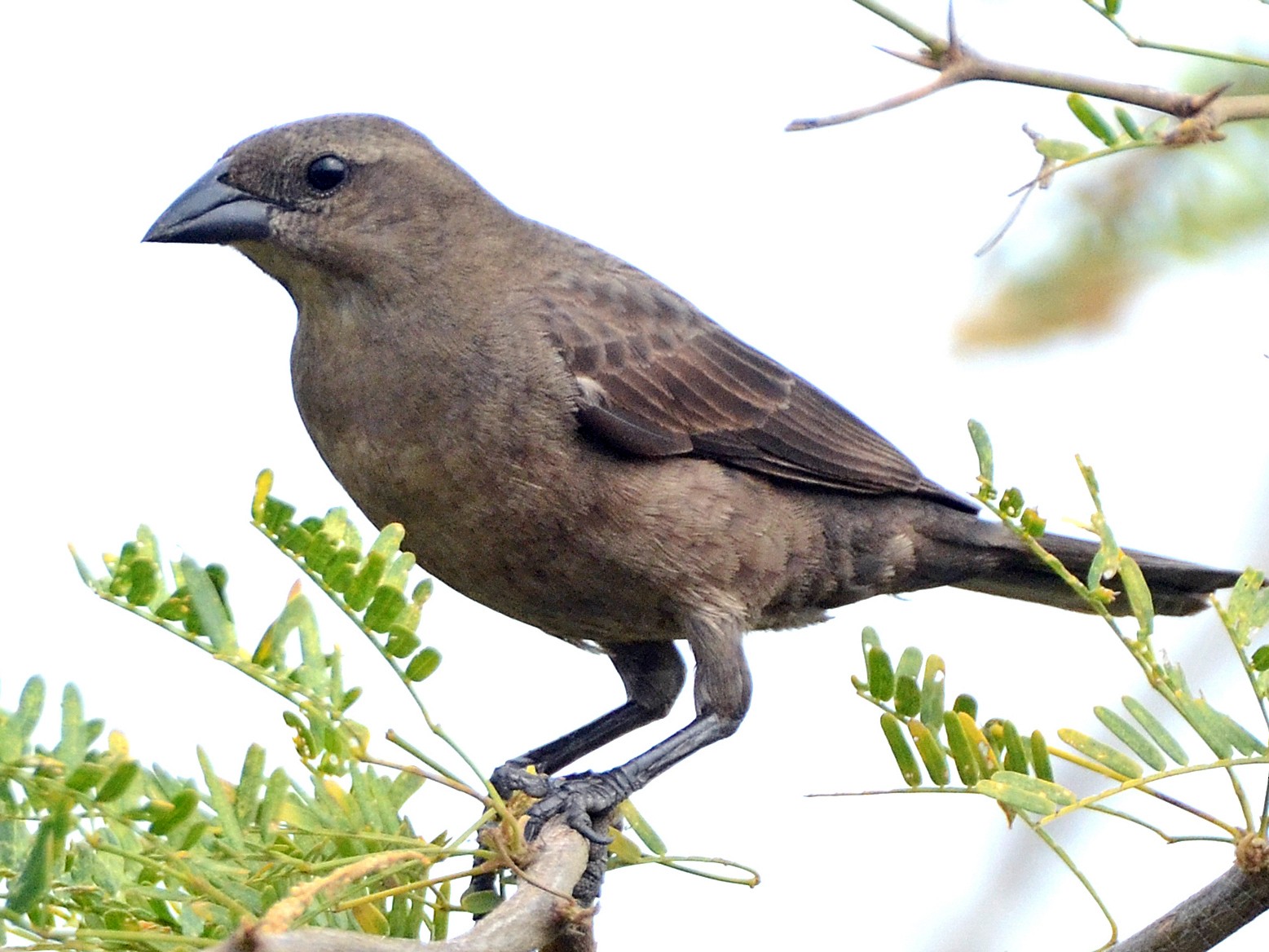 Shiny Cowbird - Steven Mlodinow