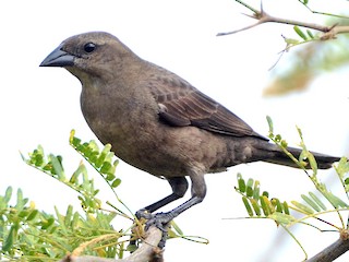  - Shiny Cowbird