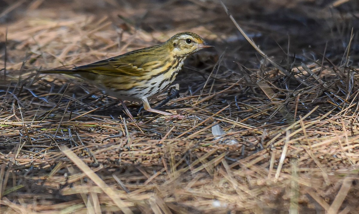 Olive-backed Pipit - ML534893281