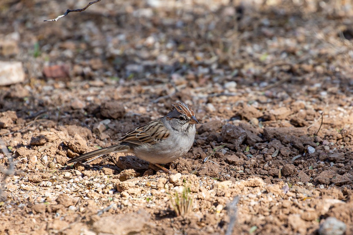 Rufous-winged Sparrow - Rob Scott