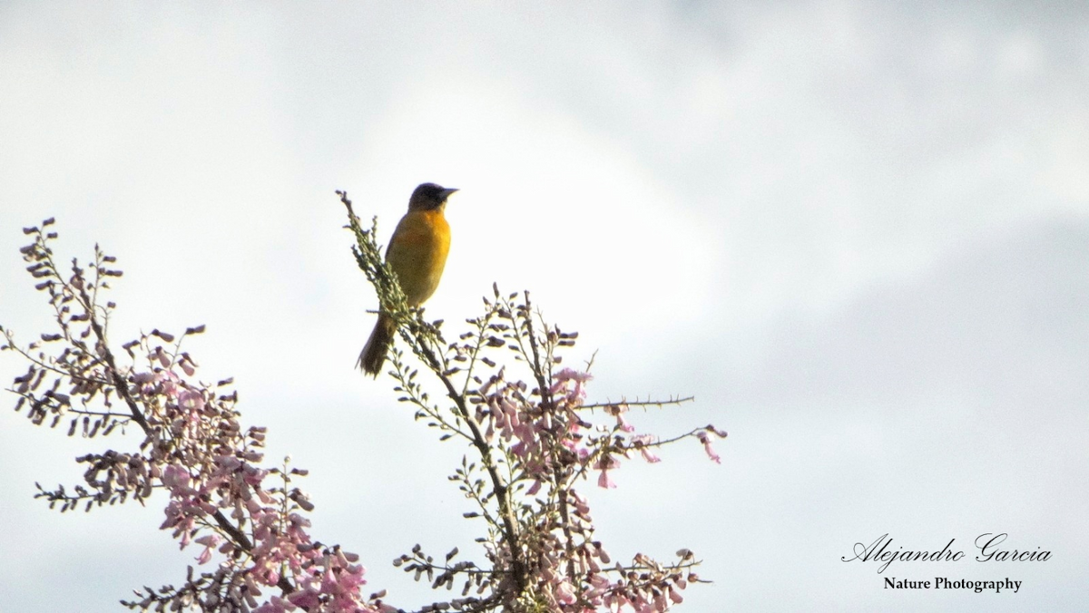 Orchard Oriole - ML534895671