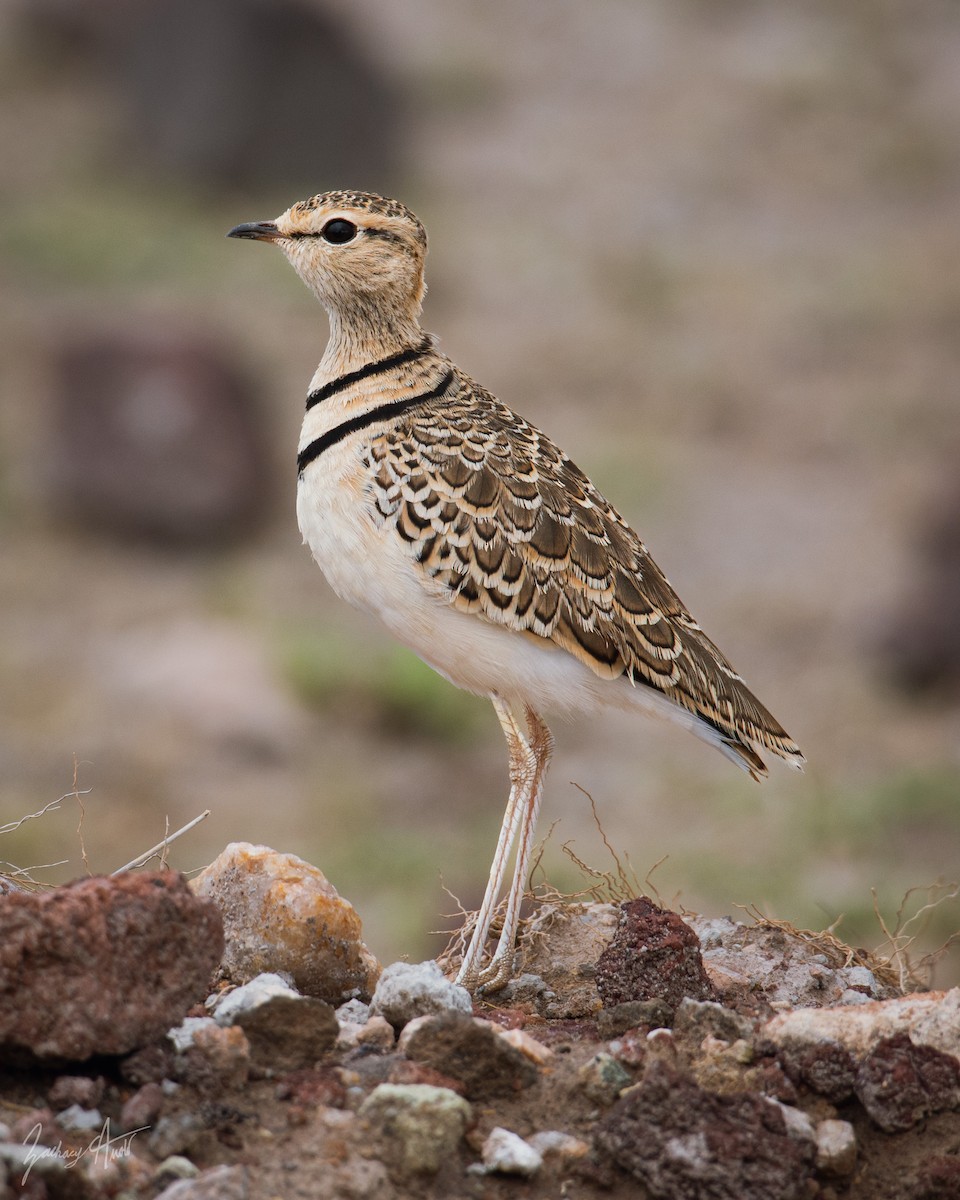 Double-banded Courser - ML534896841