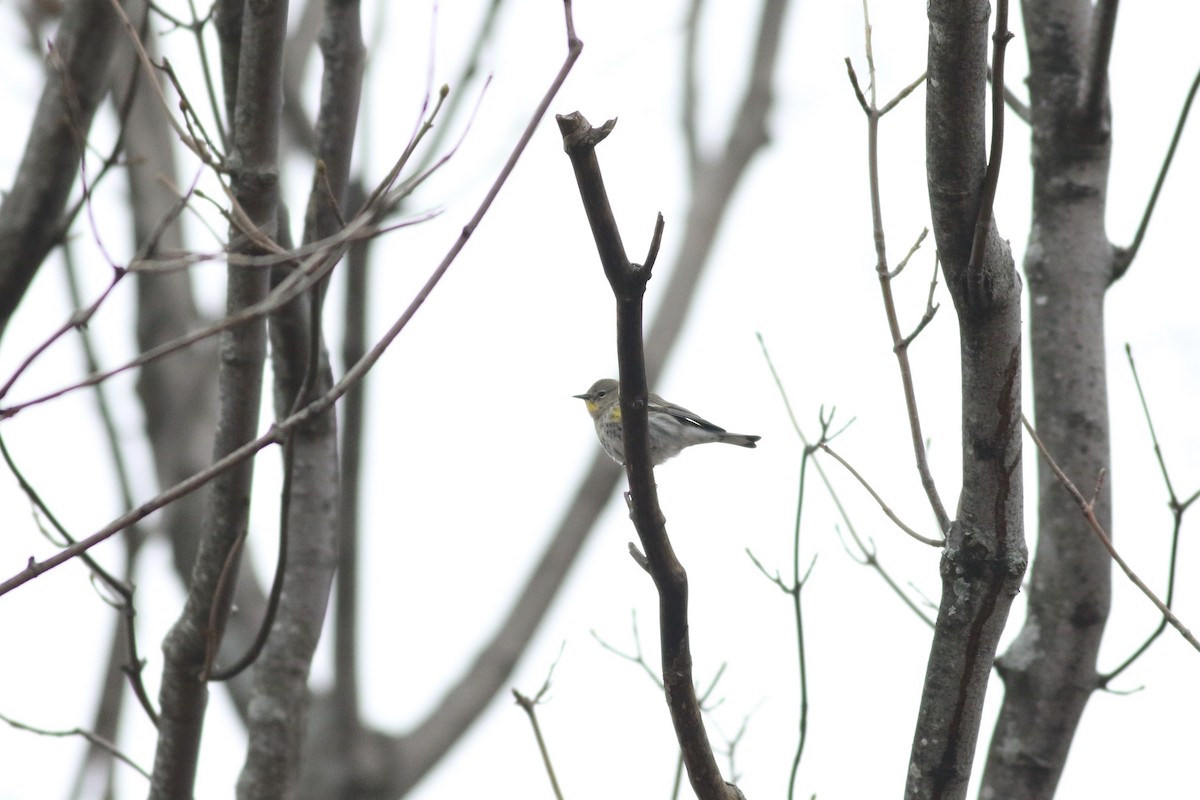 Yellow-rumped Warbler (Audubon's) - Lauren Grimes