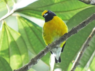  - White-vented Euphonia