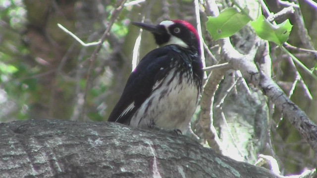 Acorn Woodpecker - ML534910031