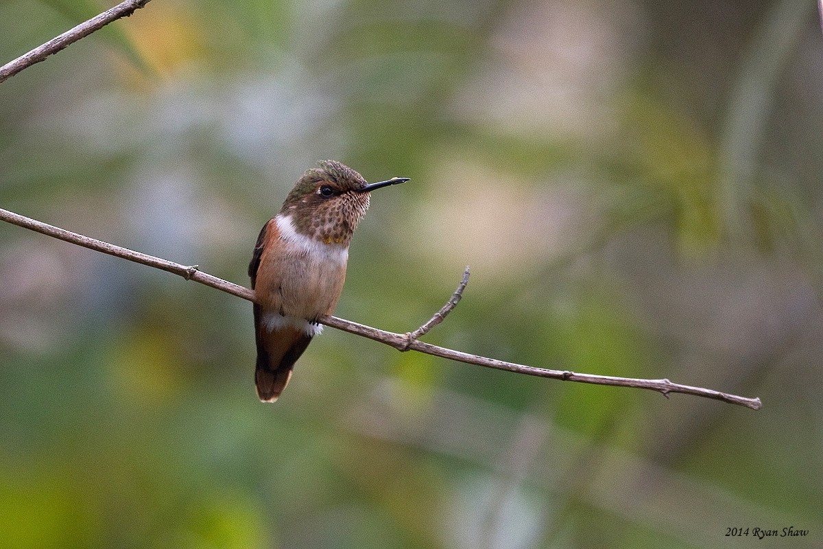 Scintillant Hummingbird - Ryan Shaw