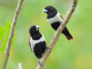  - Tricolored Munia