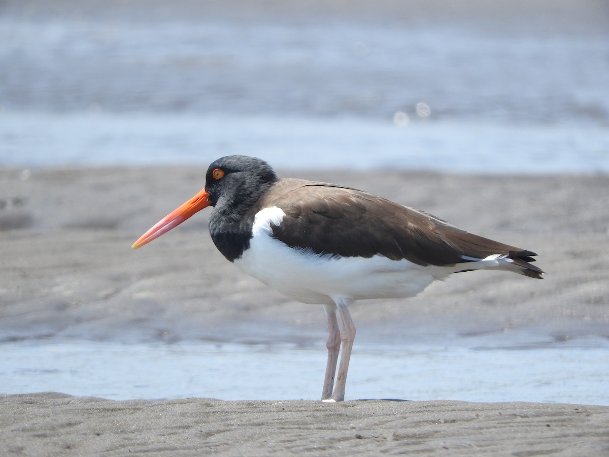 American Oystercatcher - Guillermo Funes