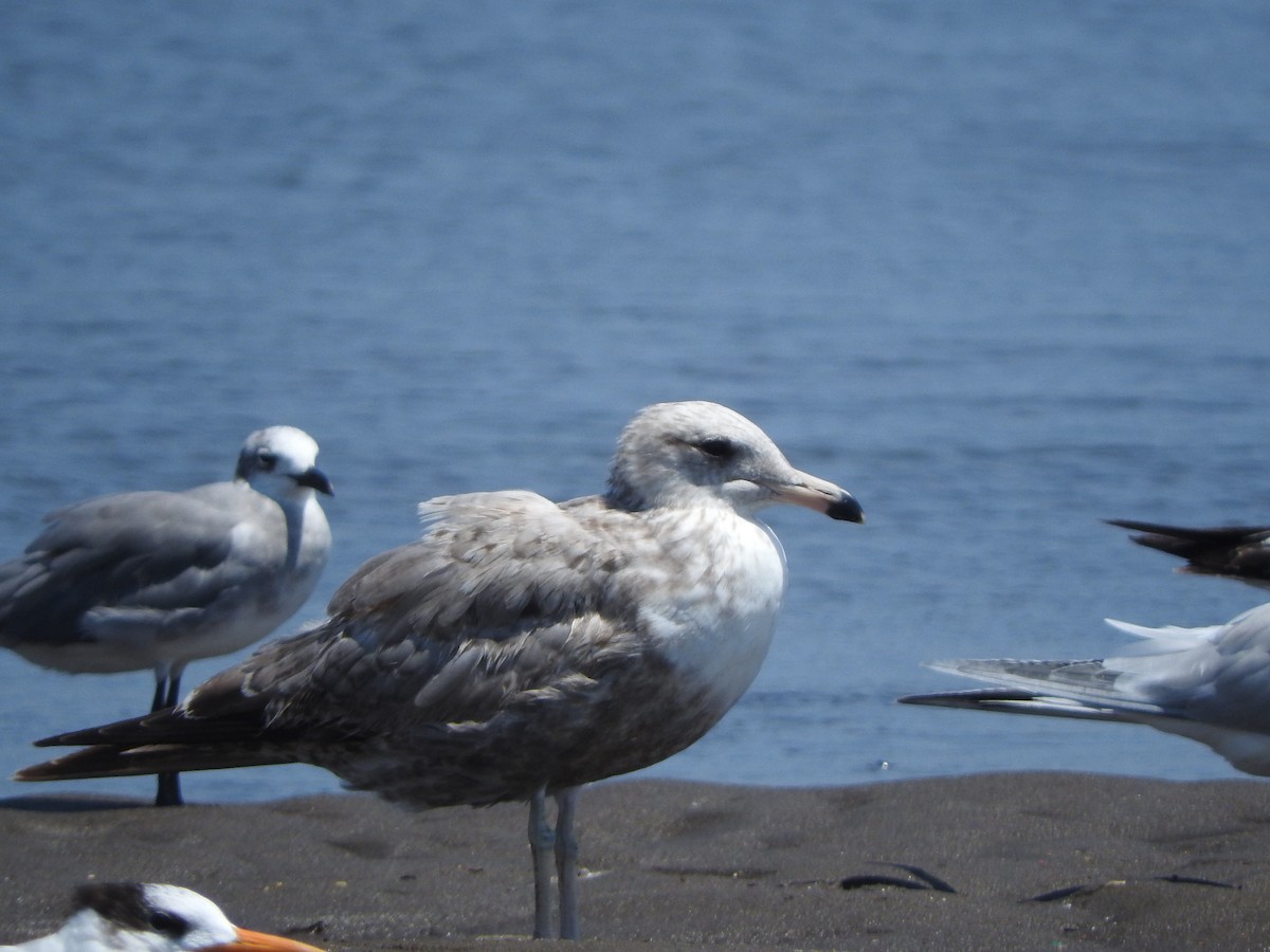 California Gull (albertaensis) - ML53492091