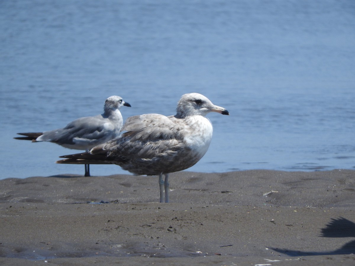 California Gull (albertaensis) - ML53492101