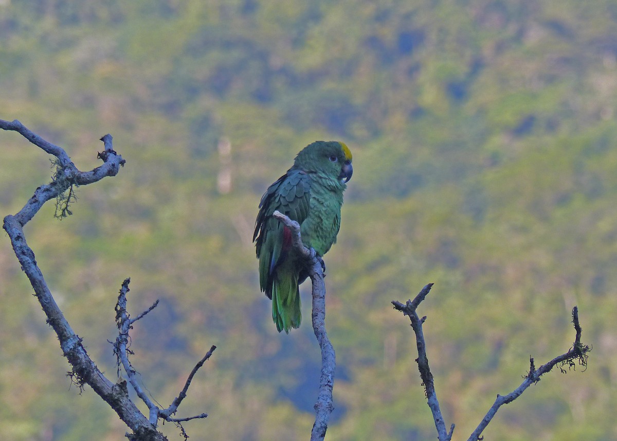Yellow-crowned Parrot - Sherman Suter
