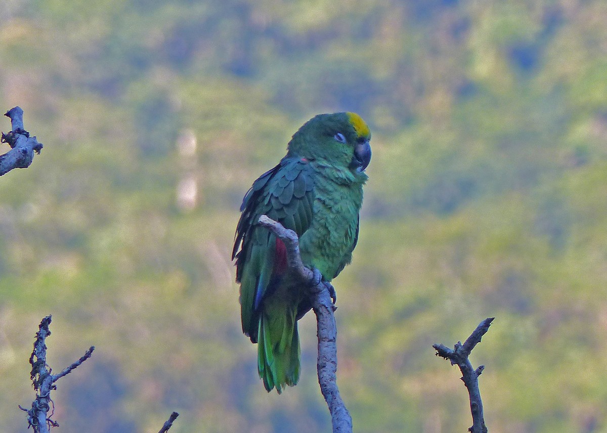 Yellow-crowned Parrot - ML534921541