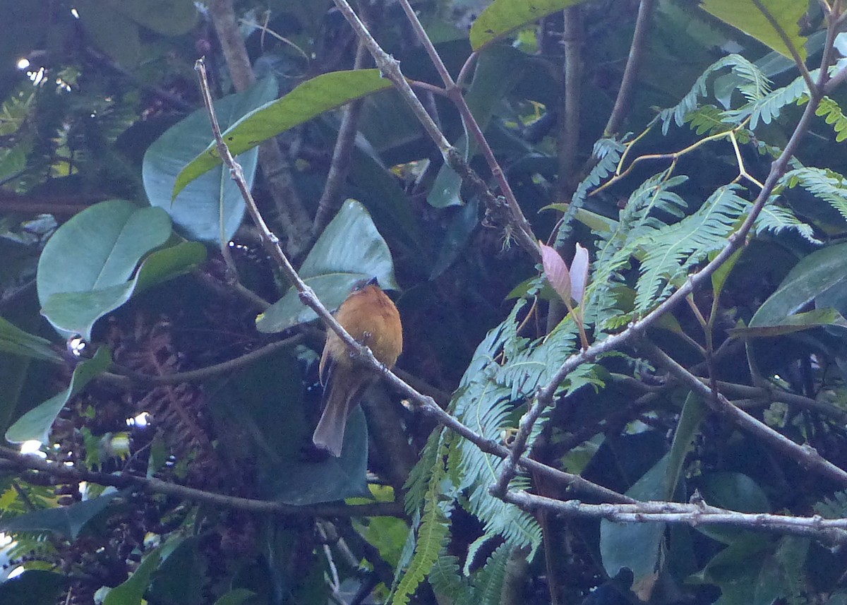 Cinnamon Flycatcher (Andean) - ML534923161