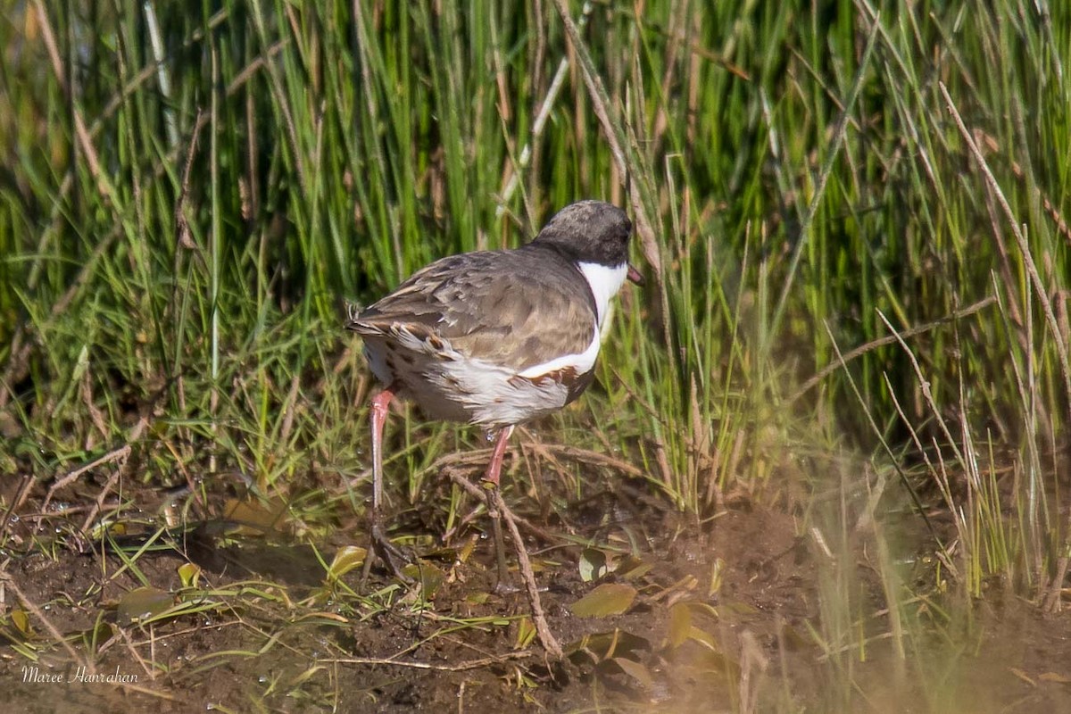 Red-kneed Dotterel - ML53492541