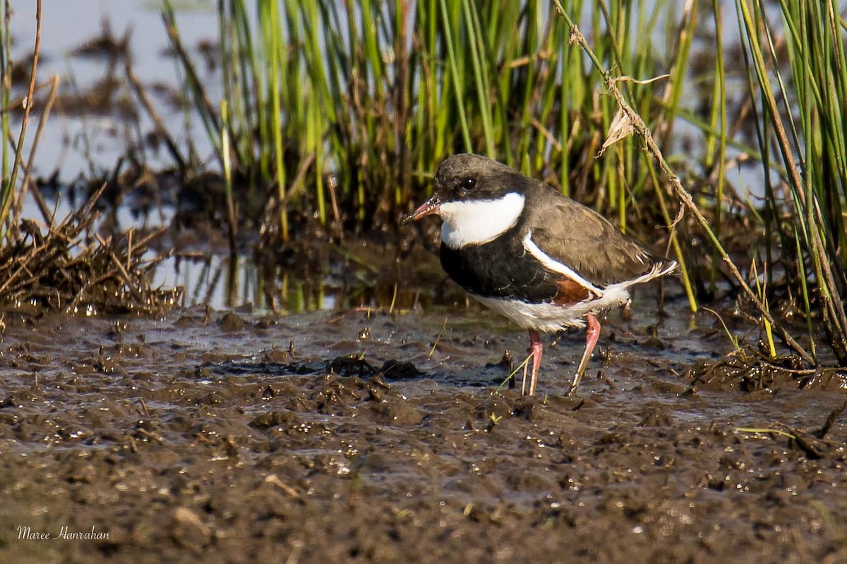 Red-kneed Dotterel - ML53492551