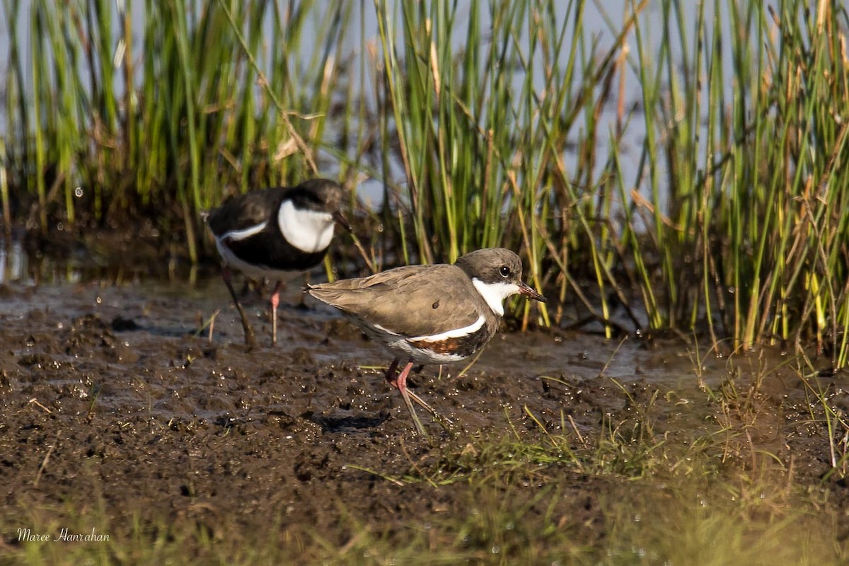 Red-kneed Dotterel - ML53492561