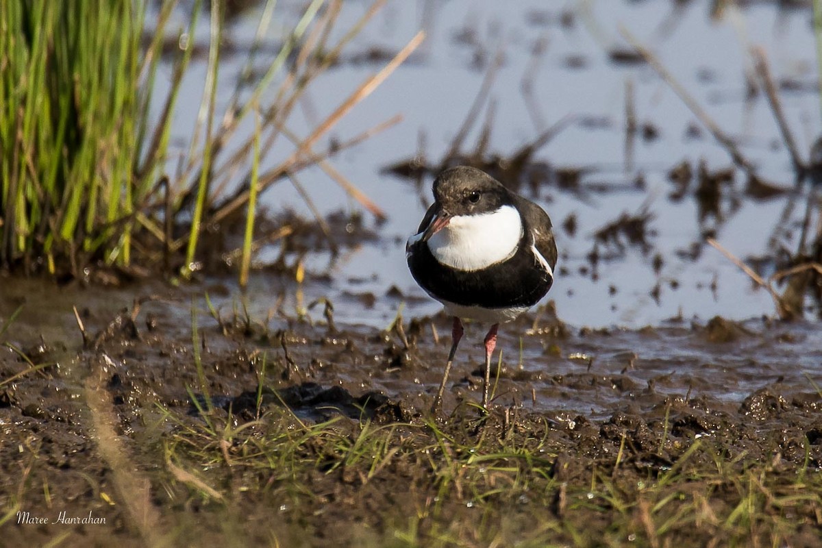Red-kneed Dotterel - ML53492621