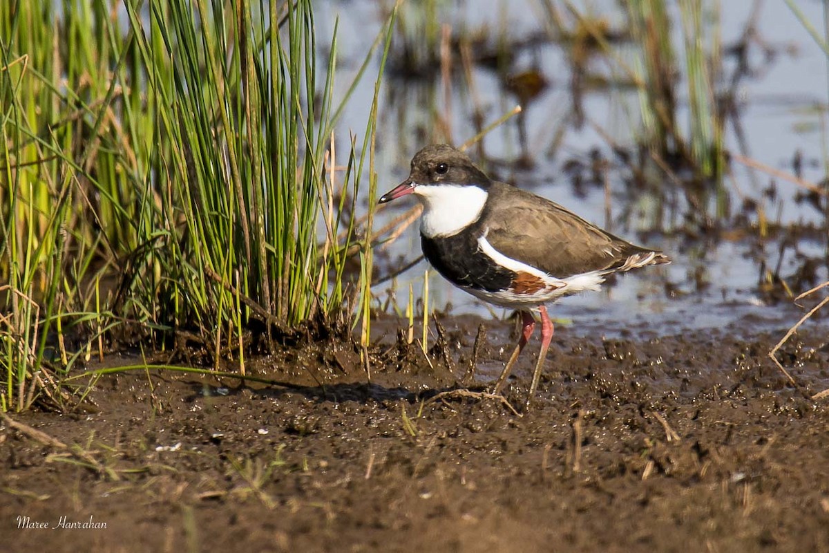 Red-kneed Dotterel - ML53492641