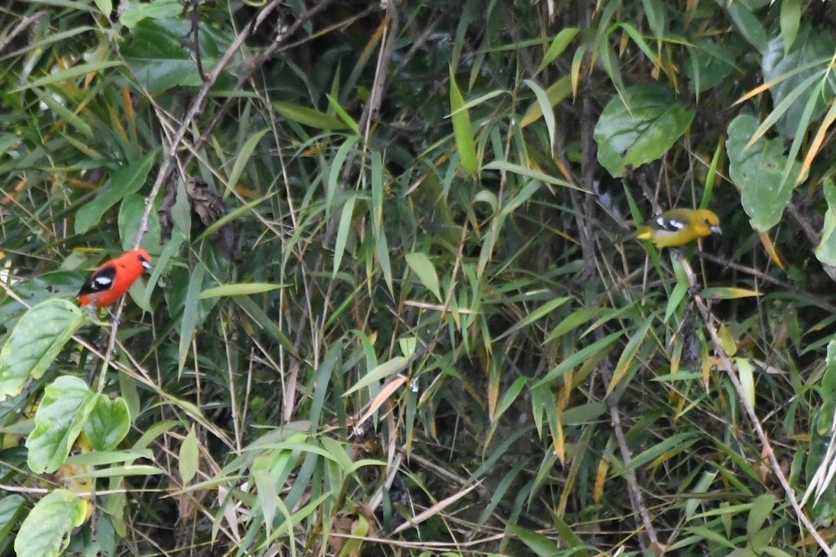 White-winged Tanager - ML534926501