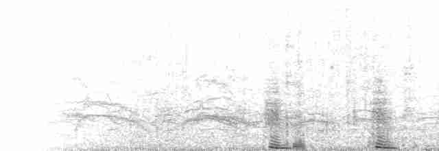  - Magellanic Penguin