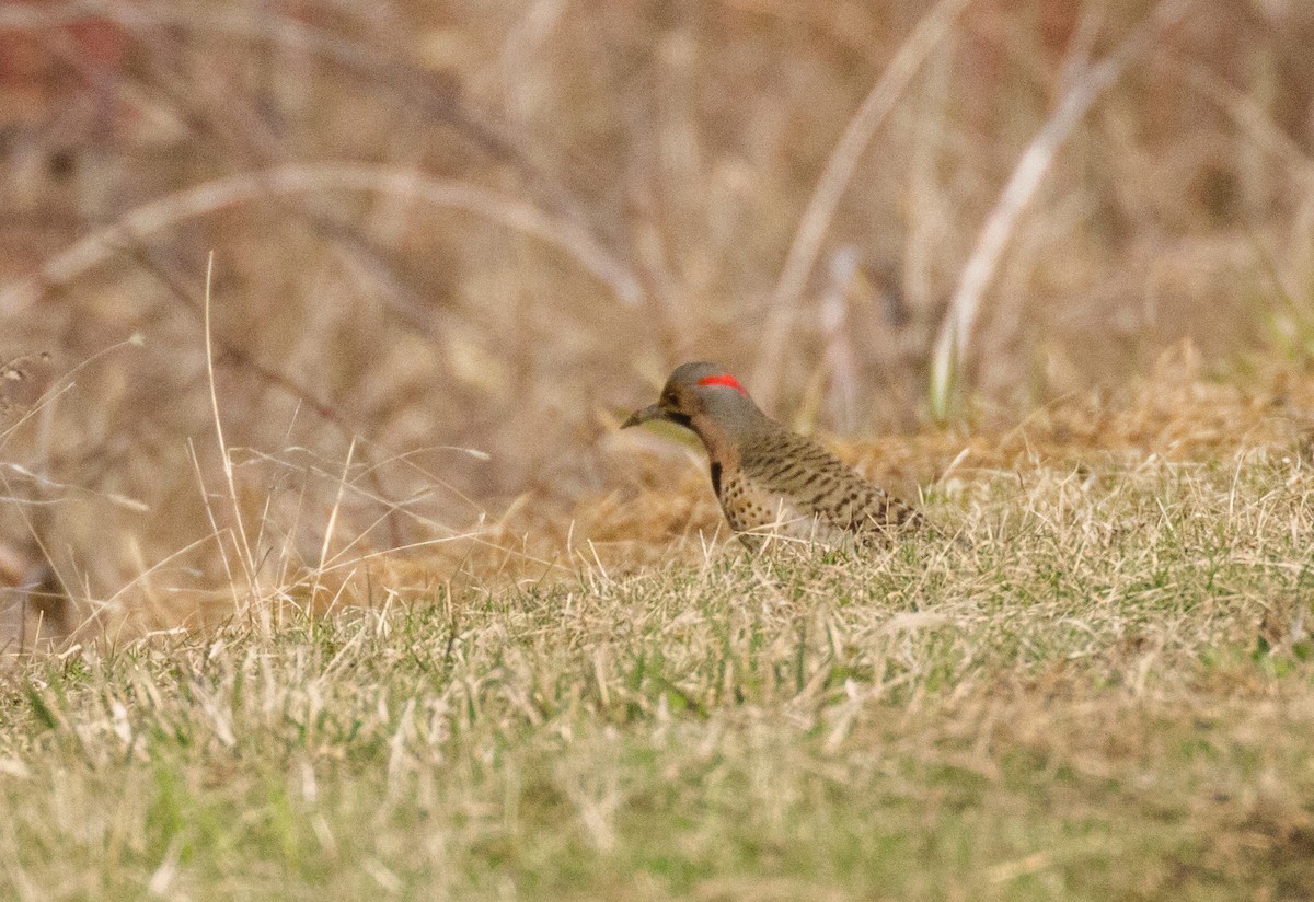 Northern Flicker - Kenny Younger
