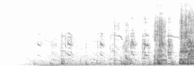  - Southern Rockhopper Penguin (Western)