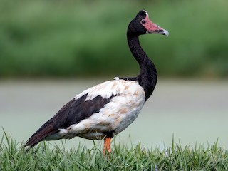  - Magpie Goose