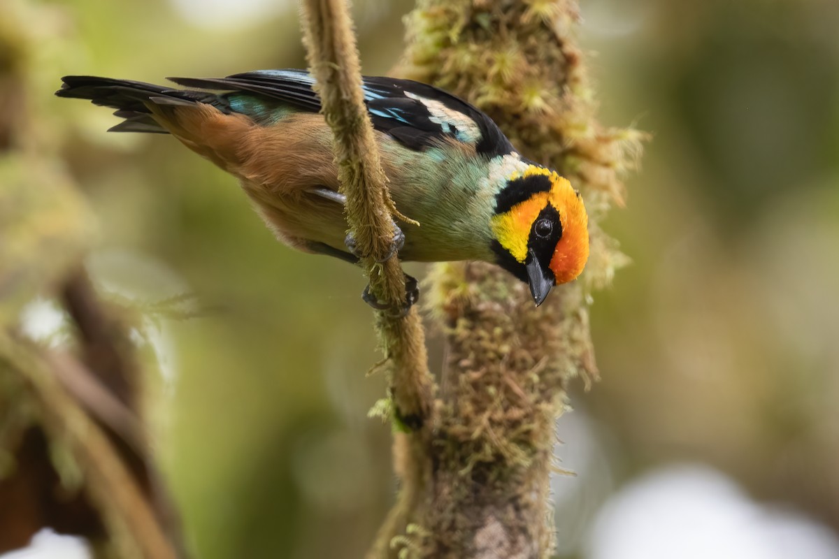 Flame-faced Tanager - ML534940311