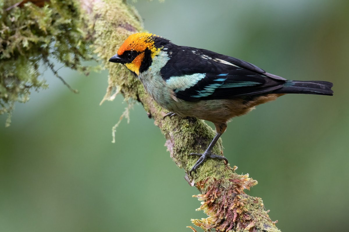Flame-faced Tanager - Ben  Lucking