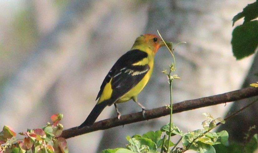 Western Tanager - ML53494051