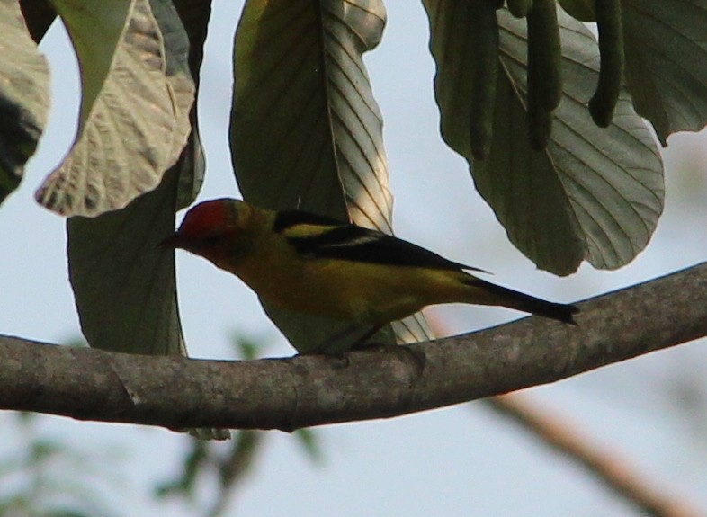Western Tanager - ML53494061
