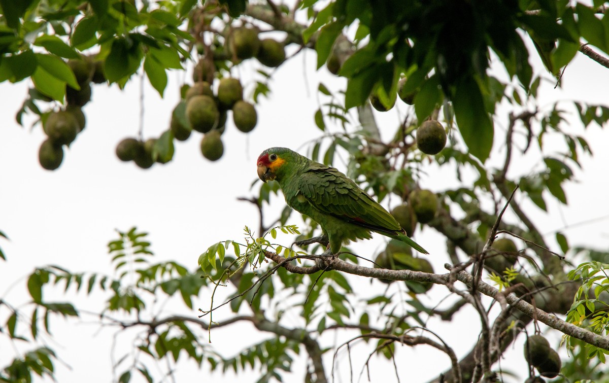 Red-lored Parrot - ML534942681